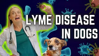 Lyme disease in Dogs  Veterinarian Easily Explains [upl. by Renault]