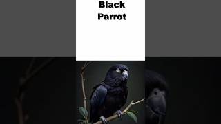 Parrot Diffrend collour [upl. by Waiter187]