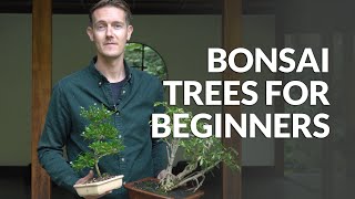 Bonsai trees for Beginners [upl. by Josephina]