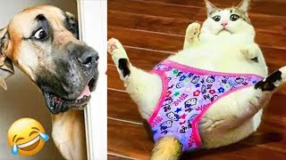 😁😁Try Not to Laugh 2024😁 New Funny Dog and Cat Video 2024😹🐶 [upl. by Callida]