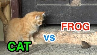 Ciekawostka 10 Kot vs Żaba  Cat vs Frog [upl. by Zeeba]