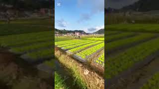 Strawberry Farm Philippines shortsfeed farm beautiful [upl. by Steddman855]