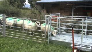 SHEEP PROTEST FREAKING HILARIOUS Original Upload 1 [upl. by Cheyney]