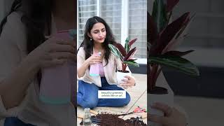 Calathea Triostar  selfwatering plants  Buy plants online [upl. by Netsyrk]