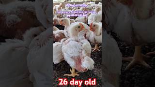 Broiler farmingchicken [upl. by Attenat]