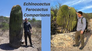 How to Comparisons Ferocactus and Echinocactus Part One [upl. by Ecurb90]