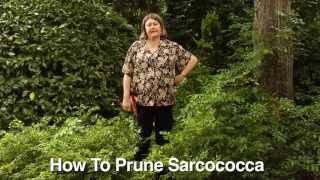 How to Prune Sarcococcas  Instructional Video w Plant Amnesty [upl. by Xuerd]