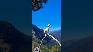 Goats on the tree in the mountain Part181 shorts animals viralvideo cute love goat [upl. by Anairdna]