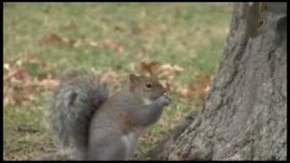 Oswego State Feeding Squirrels [upl. by Teresita]