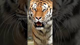 Bigcats 🙀wildlife tiger🤴 growlingtiger roar soundshortsshortvideos💯 [upl. by Sudhir]