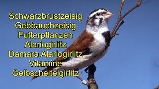 Schwarzbrustzeisig Gelbbauchzeisig Alariogirlitz Damara Alariogirlitz Gelbscheitelgirlitz [upl. by Shutz]