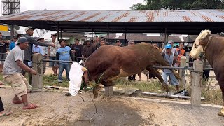 SAPI MGAMUK PARAH AKHIRNYA DI JUAL MURAH‼️🔥 [upl. by Neveda]