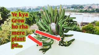 28 August 2024 vlogFinally itne din Baad kuch new dikha  Stapelia Plant on full growth [upl. by Euginimod]