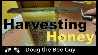 Harvesting Honey  How to harvest honey from a beehive [upl. by Calvin]