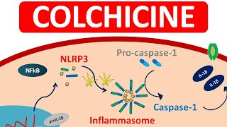 Colchicine Tablets for Gout  Mechanism precautions amp side efects [upl. by Burny]