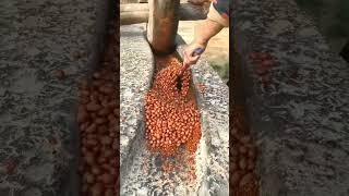 Large Grinder Grinding Legumes  Stone and Wood Grinder  Tradition That Lasts shorts [upl. by Fabi]