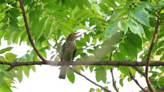 Lineated barbet  West Bengal [upl. by Eilyr]