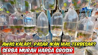 PASAR IKAN HIAS PARUNG BOGOR TERBESAR DI INDONESIA HARGA MURAH BANGET IKAN HIASNYA SUPER LENGKAP [upl. by Ilwain]