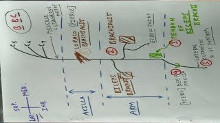 Musculocutaneous Nerve  Upper Limb Anatomy  TCML [upl. by Liv]