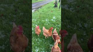 Cute campsite chickens 🐓 at Ben Nevis holiday park [upl. by Malinowski]