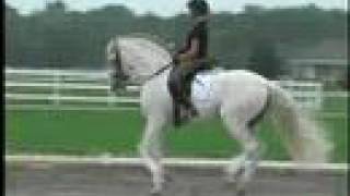 Hampton Green farm  Pure Spanish Horses  Move on [upl. by Jamaal]