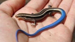 Juvenile Bluetailed Western Skink  Reptiles of BC [upl. by Roux]