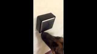 Service Dog Training Timber Opening Handicap Doors [upl. by Milburn]