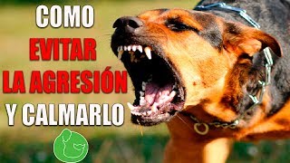 5 TRUCOS para CALMAR PERRO AGRESIVO [upl. by Giralda944]