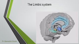 Limbic System लिम्बिक सिस्टम [upl. by Theodora]