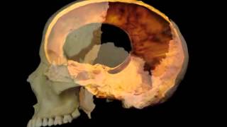 Cranial Motion 3 videos loop [upl. by Warford880]