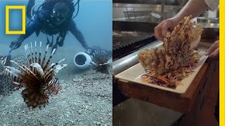 How Eating Venomous Lionfish Helps the Environment  National Geographic [upl. by Eimirej]