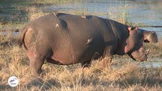 Symbiotic Relationship Hippos and Oxpecker Birds in Nature’s Dance [upl. by Aseeral]