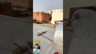 Kabutar ki vajah se koi chij katne se Bach gai pigeon viral new short video [upl. by Derril663]