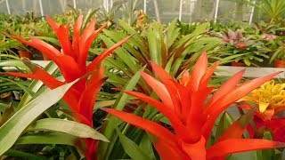 BEAUTIFUL Bromeliads Worlds Most Spectacular Plants episode 10 of 14 [upl. by Nonarb]