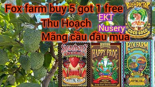 Fox farm soil buy 5 got 1 free thu hoạch Mãng cầu với nhiều trái ngon sau vườn 316 [upl. by Hakvir]