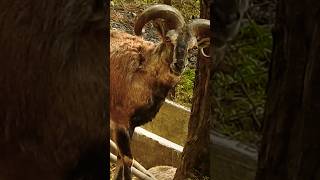 European mouflon sheep wildlife animals shorts shortvideo shortsfeed [upl. by Masuh]