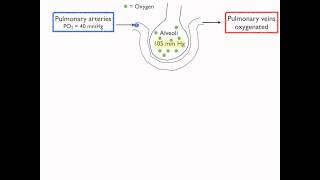 PO2 changes throughout the body [upl. by Celesta15]