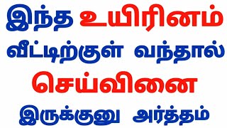 செய்வினை இந்த உயிரினங்கள் மூலம் தான் வீட்டிற்கு அனுப்புவார்கள் [upl. by Tamanaha]