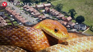 Invasive 2mlong snake breeding inside walls and attics across UK scientists warn [upl. by Esta114]