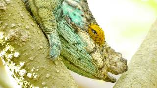 Parsons chameleon Calumma parsonii parsonii [upl. by Hoffer288]