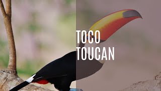 Jungle Serenade Toco Toucans Melodic Call  Sounds of Nature For All 786 [upl. by Tezzil]