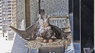 367 Collins St Falcons Gust Blows F24 Off Balance 💨 She Makes Deft Recovery 😮‍💨 2024 Sep 12 [upl. by Edveh744]