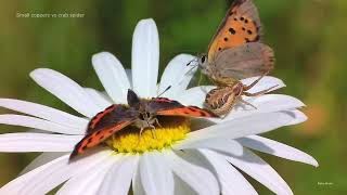 Small Copper butterflies Lycaena phlaeas vs crab spider [upl. by Nevek]