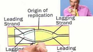 DNA Replication A Summary Part 2 of 2 from Thinkwell Biology [upl. by Yard]