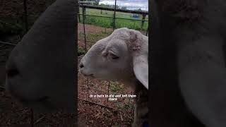 Watch how these sheep and goat besties overcome their traumas together sheep goat animalrescue [upl. by Yendahc]