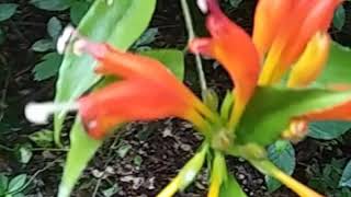 Aeschynanthus Speciosus or Lipstickbasket plant [upl. by Dera]