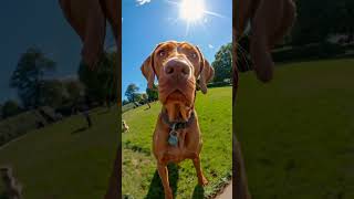 Wire Haired Vizsla In Park animal dog doglover dogbreed ytshorts shorts aiinsights ai [upl. by Enitsirk]