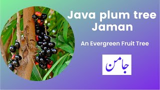 How to grow Java plum tree  Brilliant House Plant [upl. by Costin]