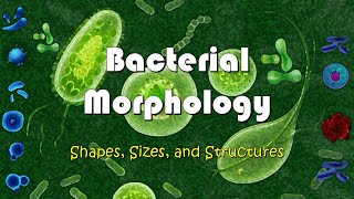 Understanding Bacterial Morphology  Shapes Sizes and Structures of Bacteria [upl. by Gnuhp58]