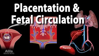 Embryology Development of the Placenta and Fetal Circulation Animation [upl. by Opportuna662]